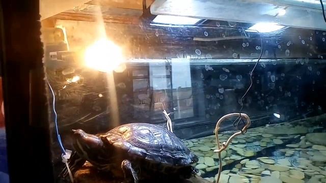 Оборудование для аквариума красноухим черепахам! / ЧЕРИ TV смотреть онлайн