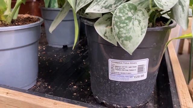 LARGE Rare Houseplant Tour | Deans Garden Centre, York смотреть онлайн