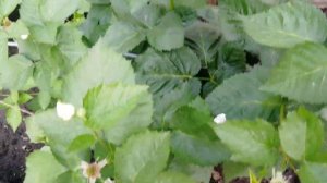 Ежевика Натчез, цветение. Недостаток сорта