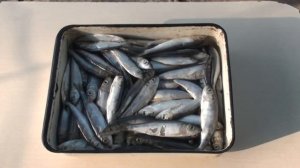 САЛАКА ГОРЯЧЕГО КОПЧЕНИЯ В ДОМАШНИХ УСЛОВИЯХ / РЕЦЕПТ ОТЛИЧНОГО РАССОЛА ! Smoked fish !