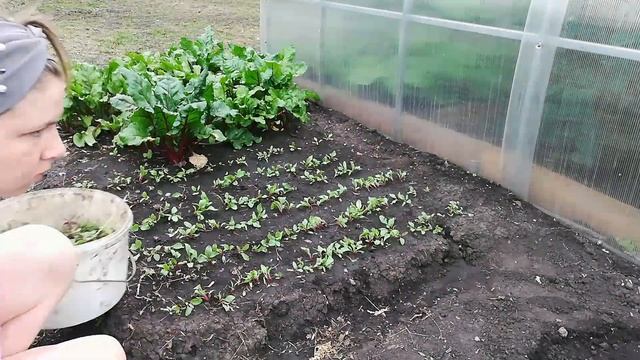 ПОЖАРИЛА КАРПА/ЧУТЬ НЕ ОСТАЛИСЬ БЕЗ МАШИНЫ/ПОДВЯЗАЛА ПОМИДОРЫ/ПОЙМАЛИ РАКА/ЖИЗНЬ В ДЕРЕВНЕ смотреть онлайн