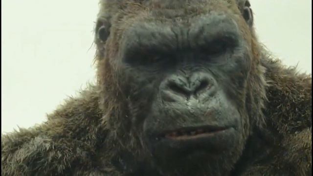 Let’s look at how gorilla swallows the octopus смотреть онлайн