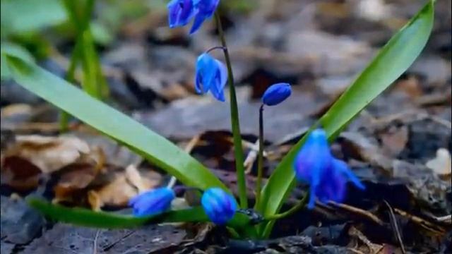 Первые цветы.... смотреть онлайн