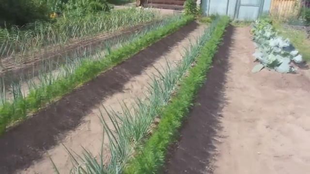 Умные грядки - узкие грядки смотреть онлайн