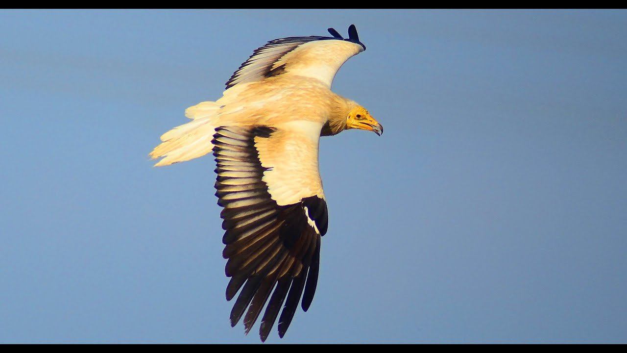 Стервятник (Neophron percnopterus) - Egyptian Vulture смотреть онлайн