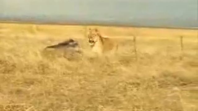Как кабан наехал на льва :) смотреть онлайн