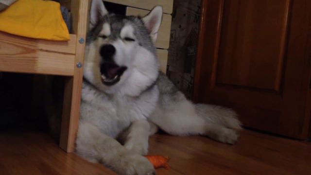 Хаски Хантер любитель морковки