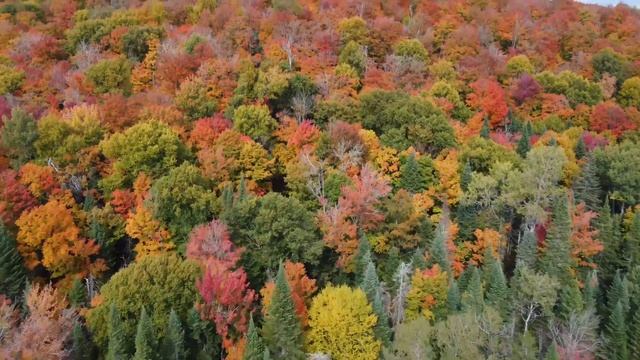 4K Fall Colours - Gorgeous aerial meditation смотреть онлайн