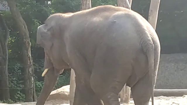 Słonie Afrykańskie - Zoo Płock смотреть онлайн