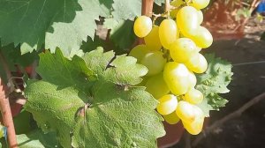 НОВИНКА!!! ГФ Винограда БАЛЕТ (Калугин В.М.). 06.09.2023г.