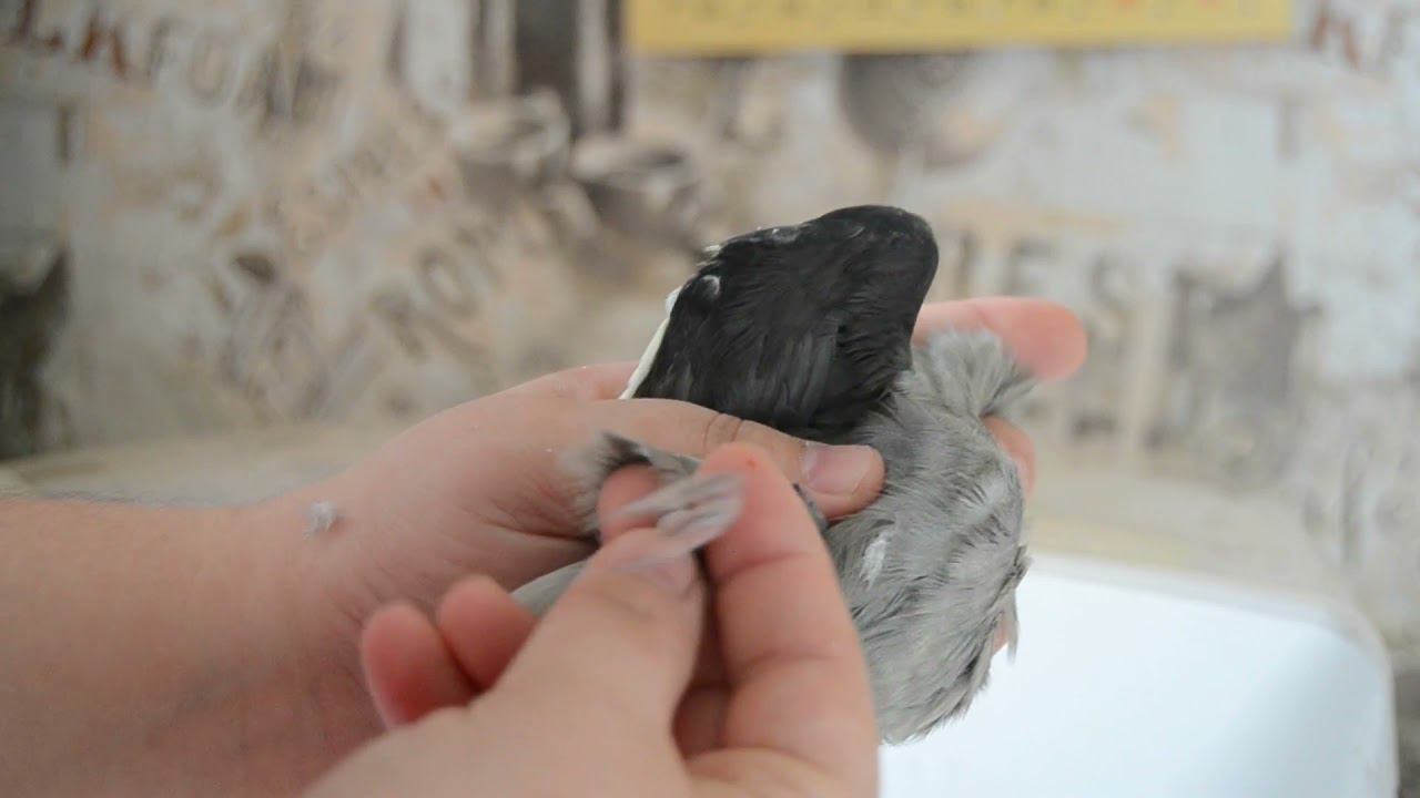 Анатомия и физилогия попугаев, строение тела, особенности которые полезно знать смотреть онлайн