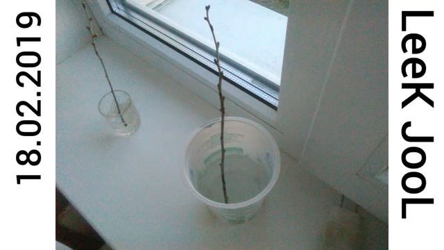 Как из ветки вишни вырастить дерево?