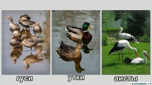 Окружающий мир. Животные водоёмов.