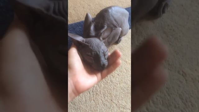 Моя кошечка ? смотреть онлайн