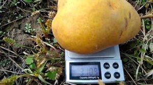 Груша Стрийская Зимняя