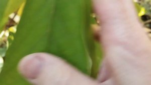 Азимина 10/10/23 Финал, сбор урожая, итоги. Могло ли быть лучше? Pawpaw