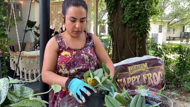 IF YOU BUY FROM COSTA FARMS YOU HAVE TO WATCH THIS!!!/Scindapsus Treubii Moonlight Update and Repot смотреть онлайн