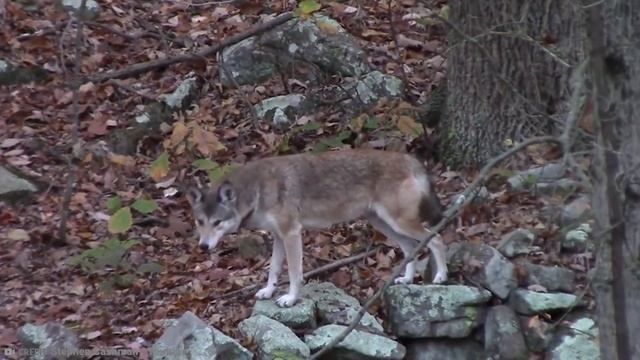 20 Rarest Cross Breed Animals in The World смотреть онлайн