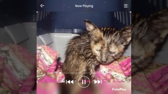 Стих уродливый кот! смотрите до конца! до слёз! смотреть онлайн