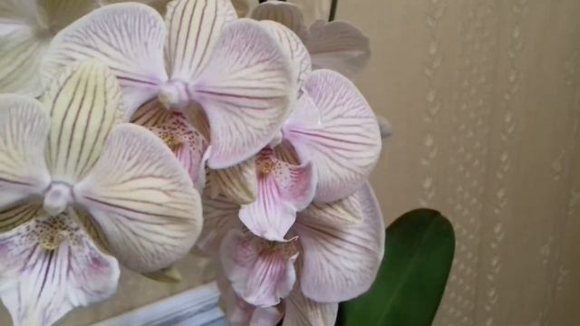 91. Цветы. Дикий кот - мечта сбылась! Покупки. смотреть онлайн