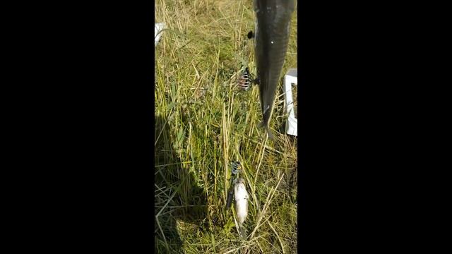 Очередная рыбалка на озере Круглое.