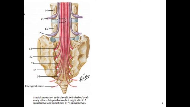 Топография спинного мозга смотреть онлайн