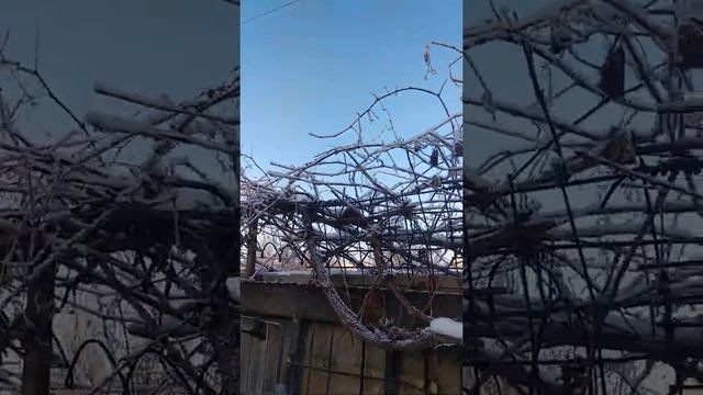 Изабелла - неукрывной виноград смотреть онлайн