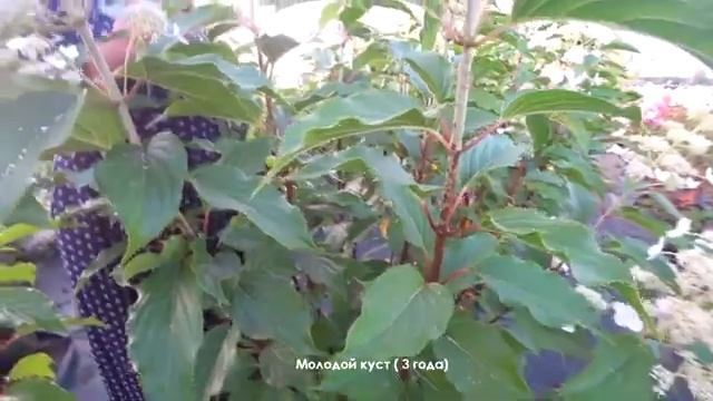 ГОРТЕНЗИЯ МЕТЕЛЬЧАТАЯ PRAECOX смотреть онлайн