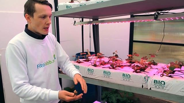 Клубника Фриго и все что нужно знать о ней (Секреты рассады клубники)