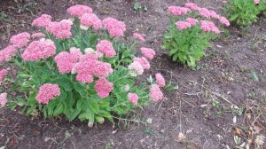 Очиток видный Седум посадка растения суккулента и уход