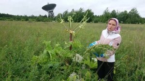 Как и когда обрезать цветы борщевика. Необычный розовый борщевик.