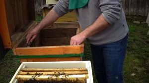 Как пересадит пчёл в новый улей. Маленькие нюансы вам в помощь.