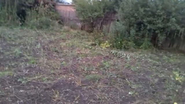 Груша,яблоня , клубника. смотреть онлайн