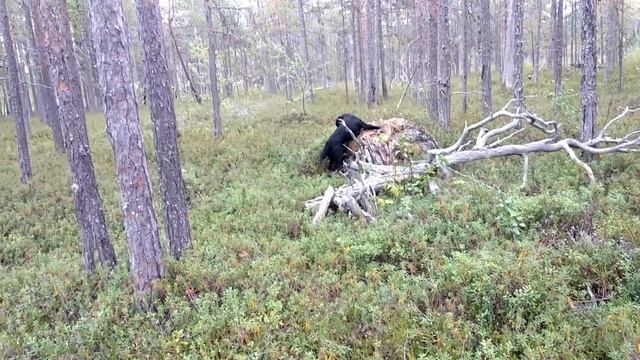 Отпуск в Карелии. Гридино сентябрь 2018г. смотреть онлайн
