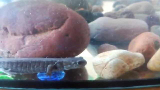 WhatsApp Video 2019 05 13 at 15 18 43 смотреть онлайн