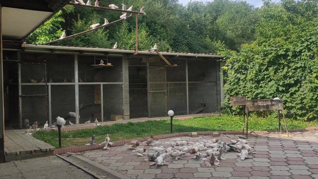 голуби Алматы Алматинская область Мичурин Д Коля Комарик смотреть онлайн