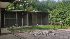 голуби Алматы Алматинская область Мичурин Д Коля Комарик