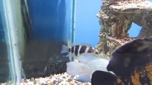 Содержание фронтоз в аквариуме. Фронтоза королева Танганьики.