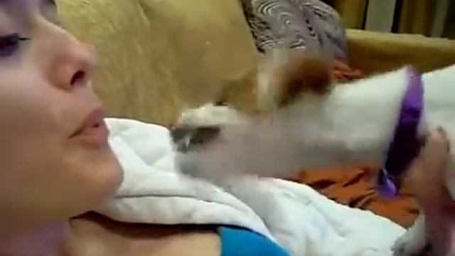 Собакирен пытается укусить хозяйку смотреть онлайн