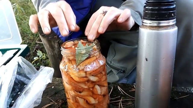 Солим рыжики в лесу часть 2 смотреть онлайн