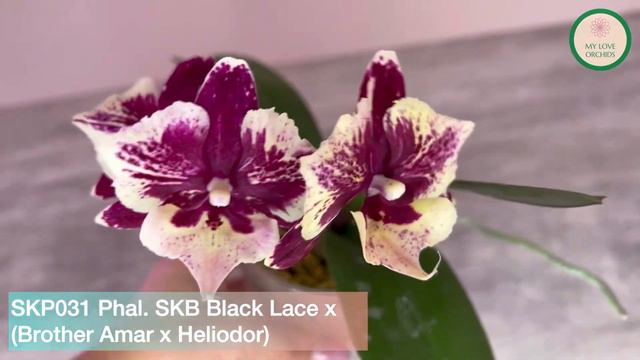 SKP031 Phal. SKB Black Lace x (Brother Amar x Heliodor'明星綠天使') смотреть онлайн