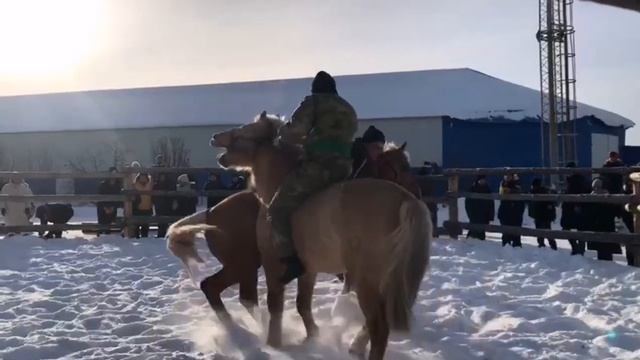 Татарский национальный вид спорта на татарских лошадях - Аударыш / Татар милли спорт төре Аударыш смотреть онлайн