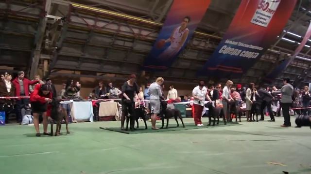 Mоно кане-корсо юниоры кобели Тула 29.01.2012г. смотреть онлайн