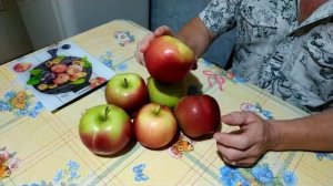 Яблоня «Лигол» сентябрь 2020. Волгоградская область.
