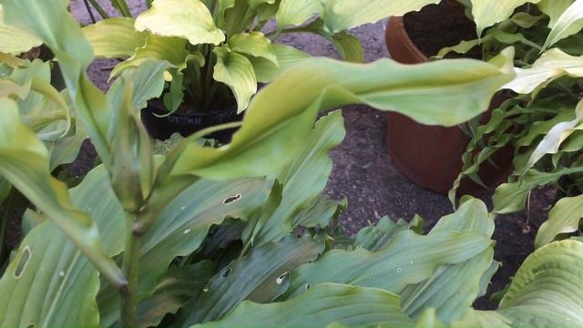 Хосты 'Ringtail' и 'Curly Fries' #hosta #хоста
