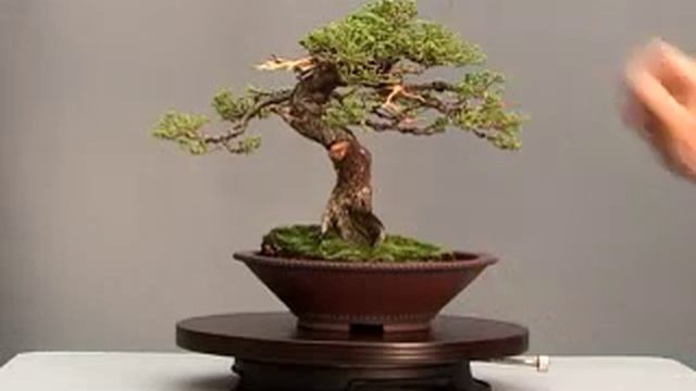Bonsai Channel - Juniper Procumbens смотреть онлайн
