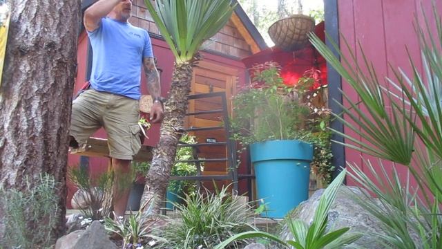 Yucca gloriosa for Northern Exotic gardens смотреть онлайн