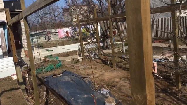 Когда открывать Виноград. Первая обработка медным купоросом. смотреть онлайн