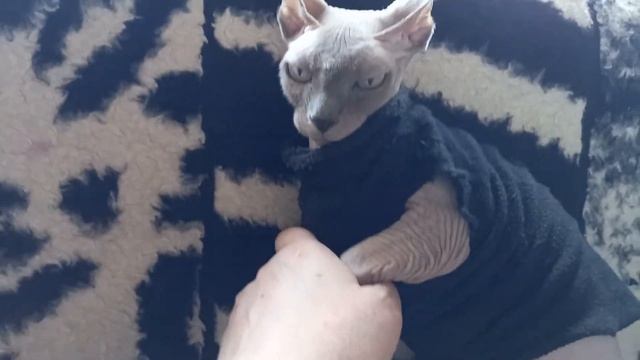 Как определить, беременность кошки КАНАДСКИЙ сфинкс смотреть онлайн