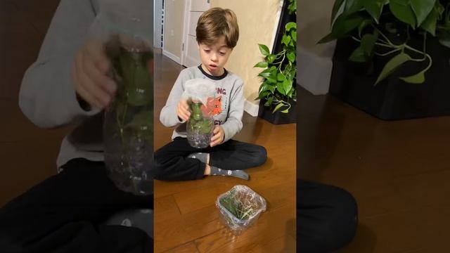 Палочники - мои домашние насекомые смотреть онлайн